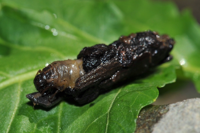 Larva di Stenophylax sp.